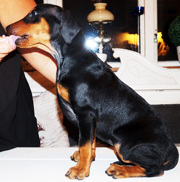 Pinscher * Xélanc Jovial Jawel 7 veckor